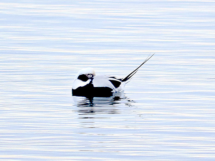 Long_tailed__duck_small