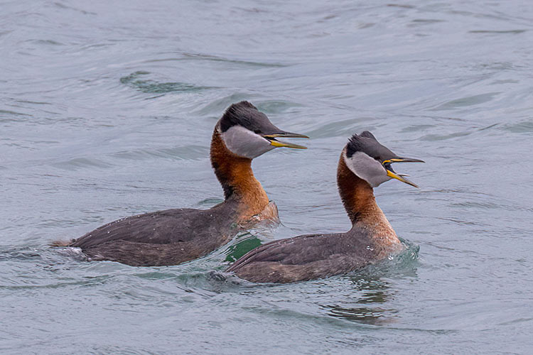 RN-Grebes-Small
