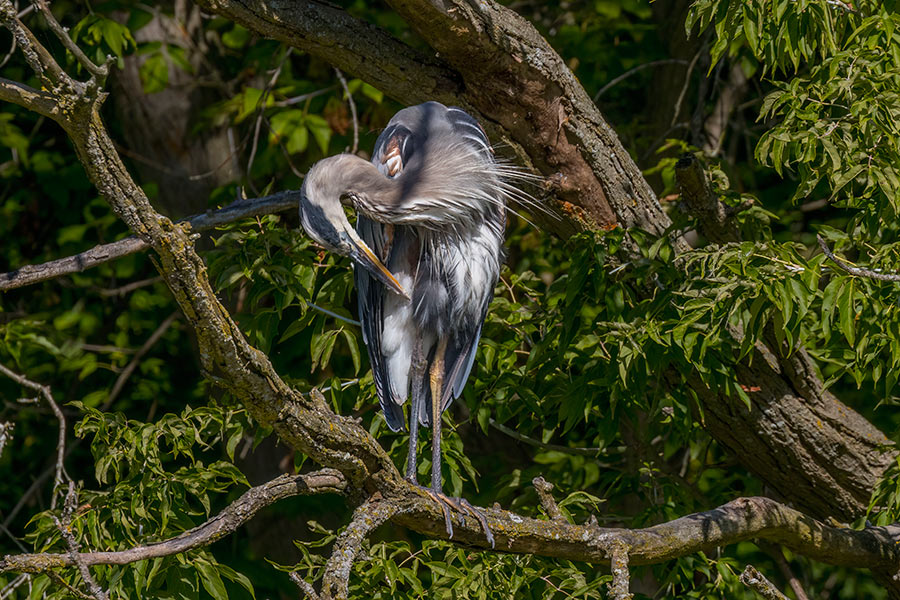 _MG_0066cs6