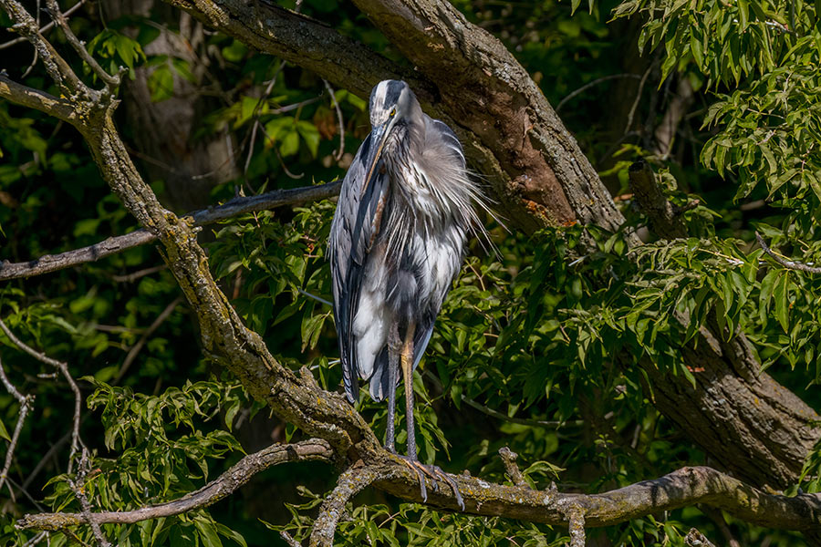 _MG_0067cs6