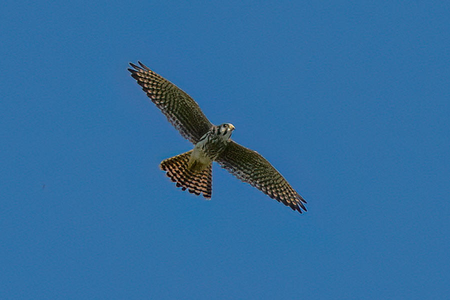 _MG_0077cs6